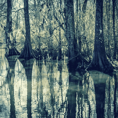 Swampy Cajun Bayou Poker